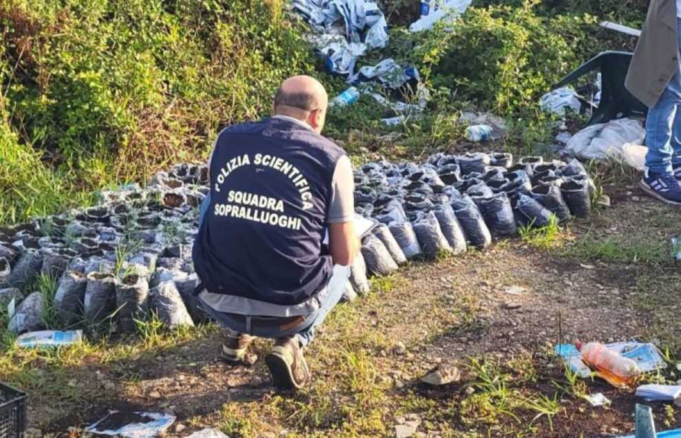Lecce, blitz nel campo Rom “Panareo”: sequestrati 1,5 chili di droga e piante di marijuana – VIDEO
