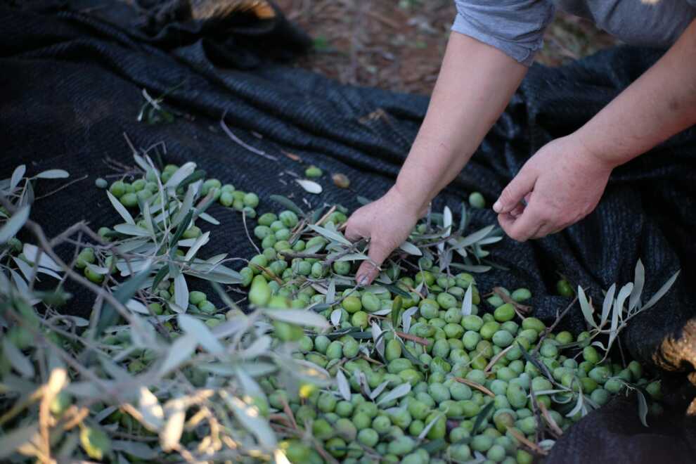 Olio, produzione a picco in Puglia: il prezzo rischia di superare i 12 euro al litro