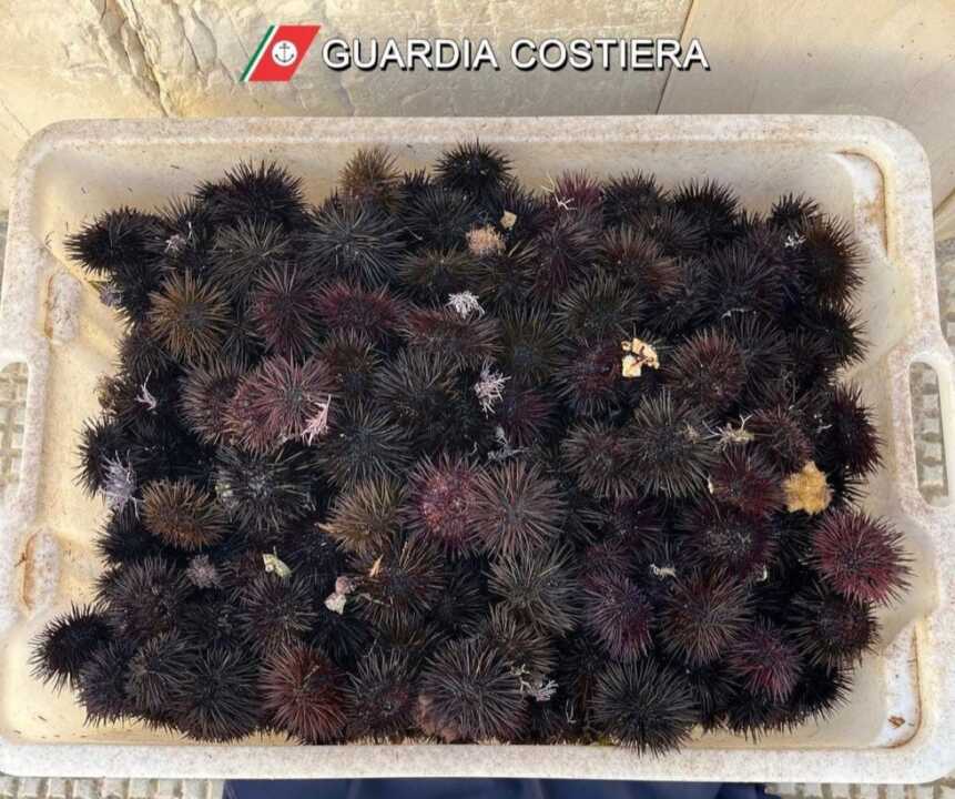 Pesca abusiva di ricci di mare: sequestrati 450 esemplari, 2mila euro di multa a Gallipoli