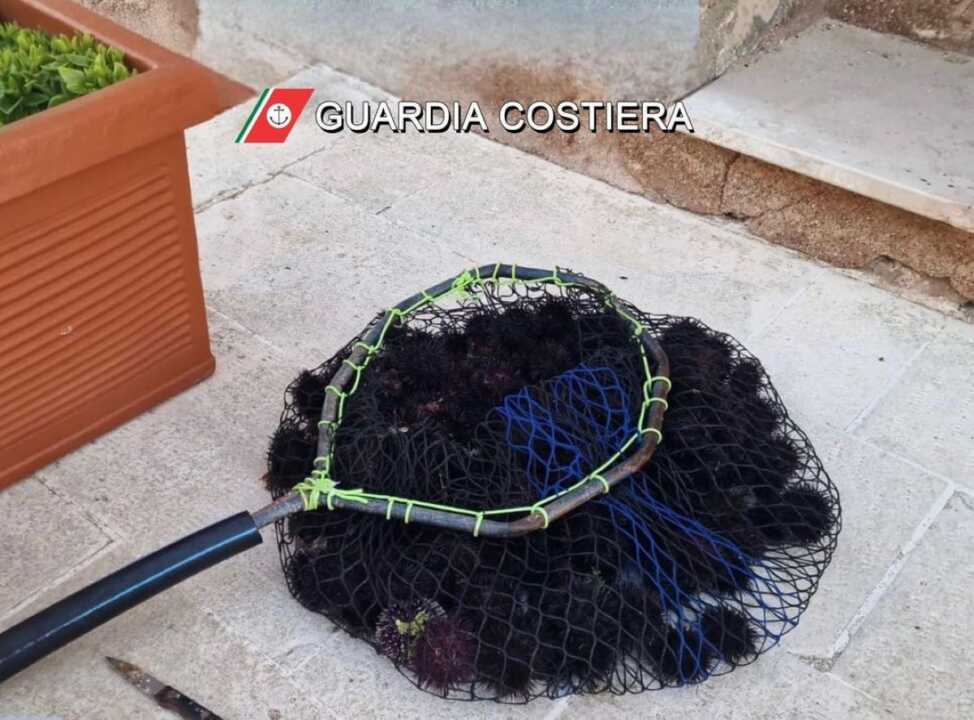 Melendugno, raccoglie quasi 200 ricci di mare: multato un pescatore di frodo