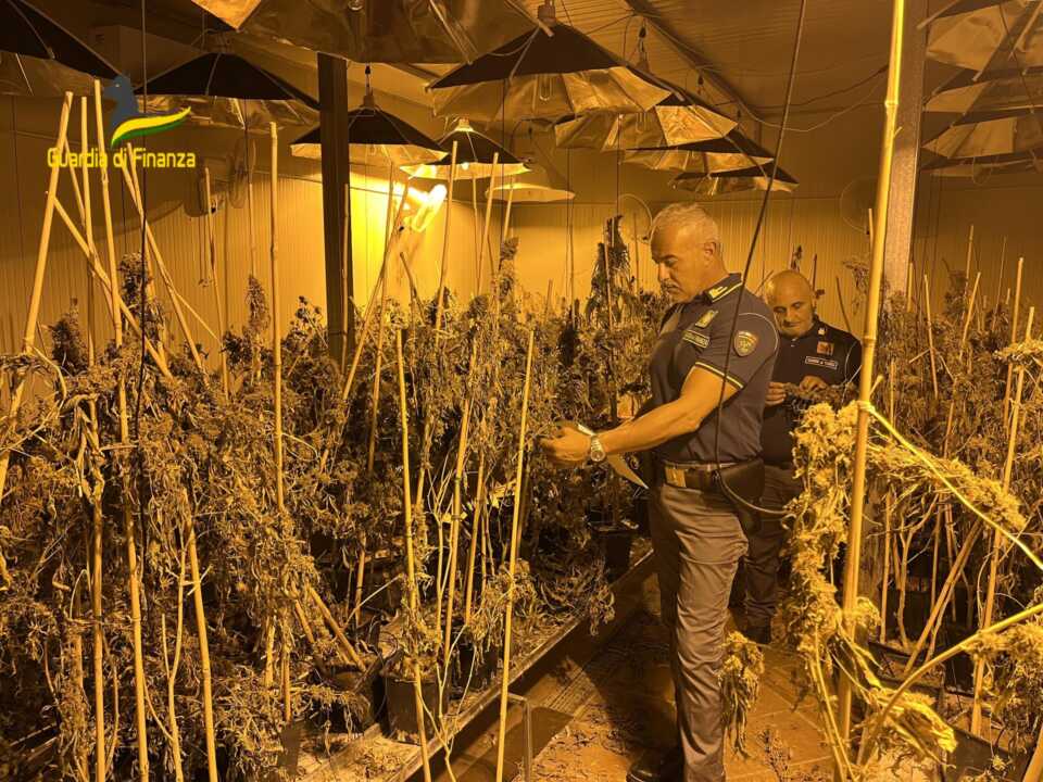 Canosa, cannabis “light” con Thc oltre i limiti: distrutte mille piante, una denuncia – VIDEO