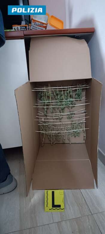 Galleria foto 'Trani, in casa una centrale per la produzione di marijuana: arrestato un 50enne' - foto 2