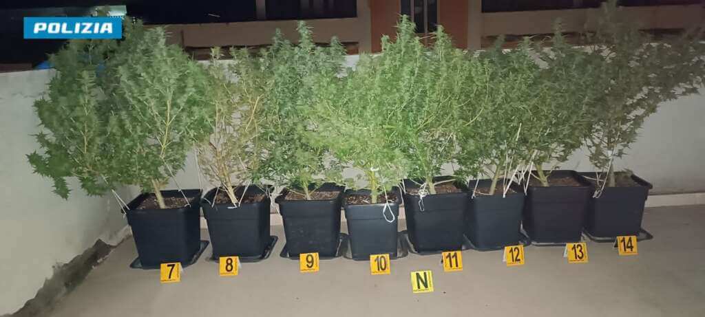 Galleria foto 'Trani, in casa una centrale per la produzione di marijuana: arrestato un 50enne' - foto 3