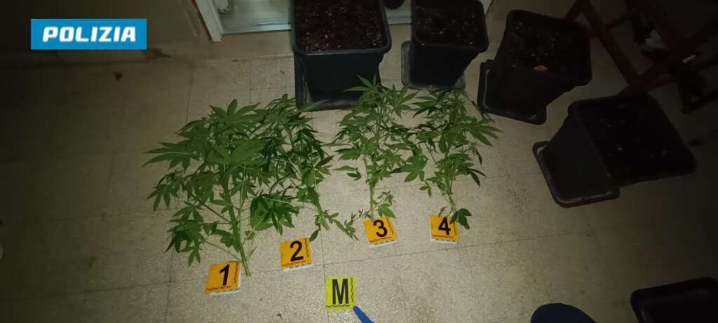 Galleria foto 'Trani, in casa una centrale per la produzione di marijuana: arrestato un 50enne' - foto 1