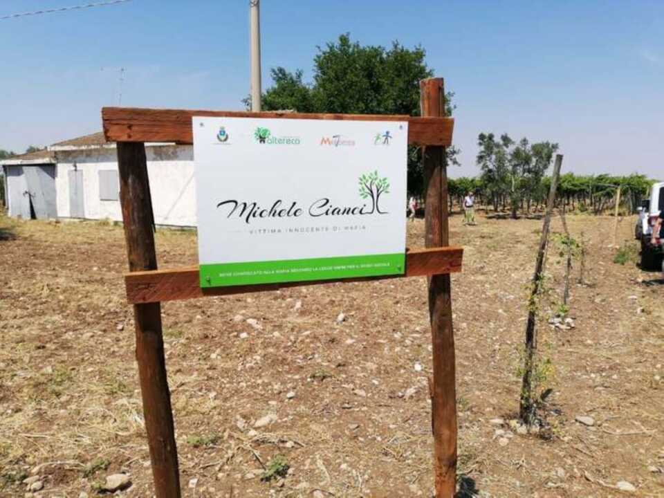 Cerignola, rubano 40 quintali di olive in un terreno confiscato alla mafia e aggrediscono un operatore