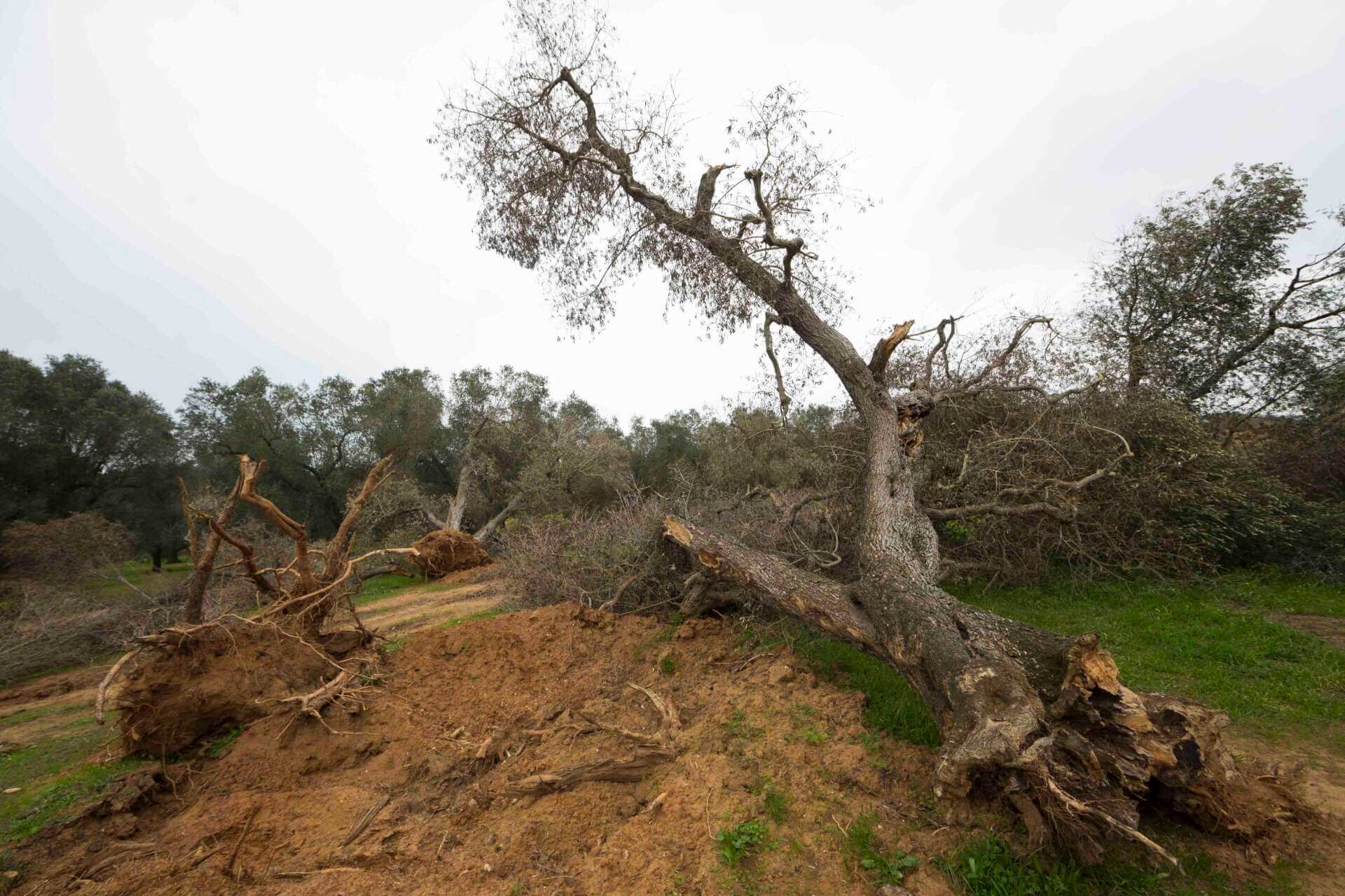 Incendi, Salento in fiamme: roghi di ulivi secchi per Xylella, nubi tossiche e danni incalcolabili