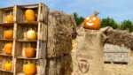 Halloween, dall’America alla Puglia a spasso tra le zucche: ecco i Pumpkin Patch