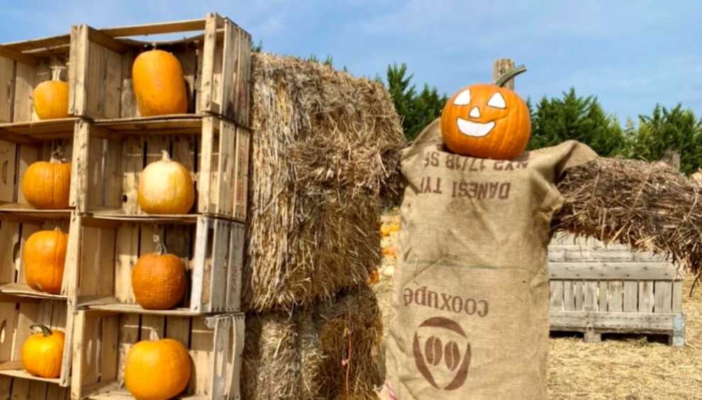 Galleria foto 'Halloween, dall’America alla Puglia a spasso tra le zucche: ecco i Pumpkin Patch' - foto 1
