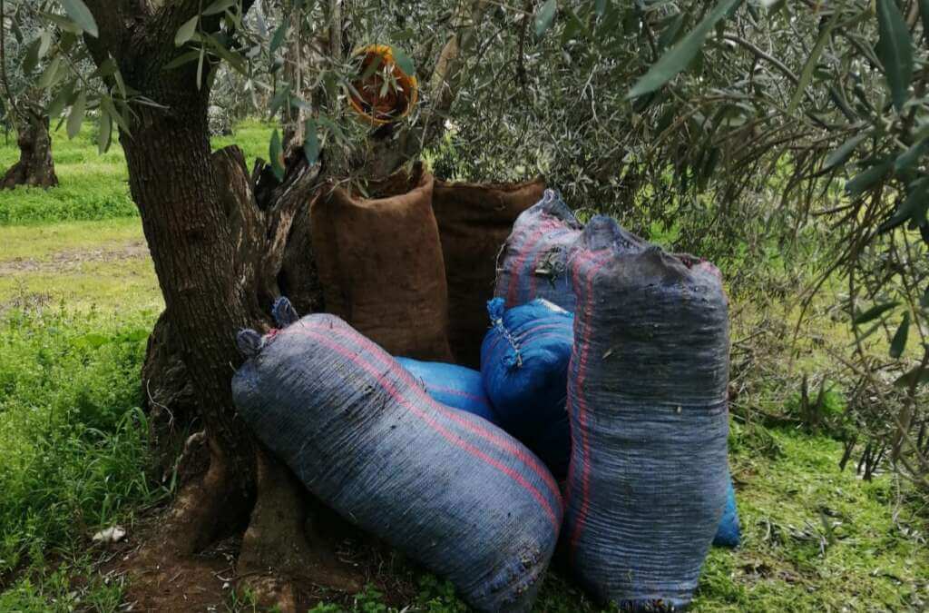Galleria foto 'Furti di olive nella Bat, agricoltori sul piede di guerra e pronti a fare le ronde' - foto 1