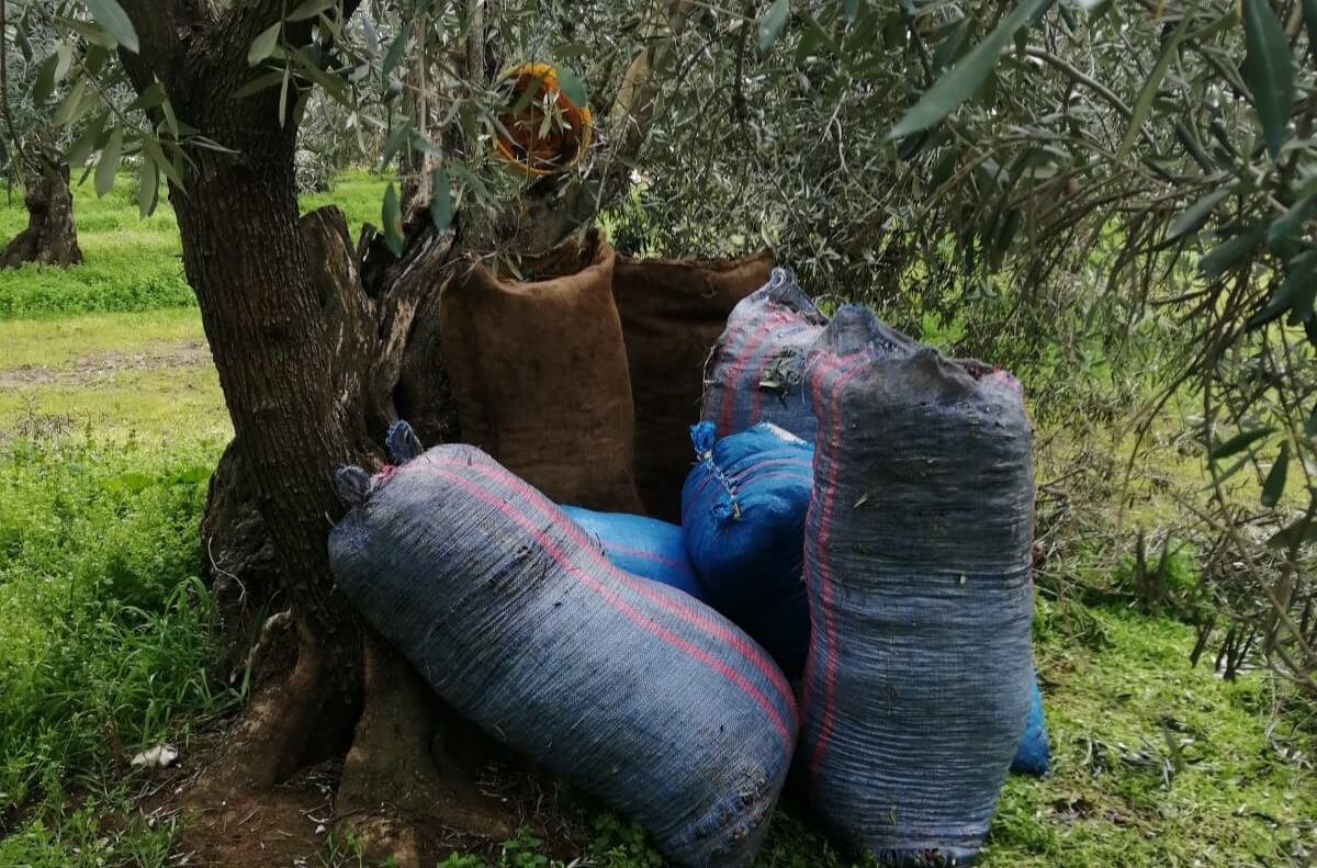 Furti di olive nella Bat, agricoltori sul piede di guerra e pronti a fare le ronde Furti di olive nella Bat, agricoltori sul piede di guerra e pronti a fare le ronde