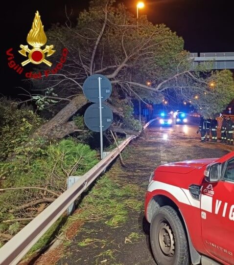 Monopoli, un grosso albero cede sul guard rail e blocca la statale 16: nessun ferito. Riaperta la strada Monopoli, un grosso albero cede sul guard rail e blocca la statale 16: nessun ferito. Riaperta la strada