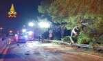 Monopoli, un grosso albero cede sul guard rail e blocca la statale 16: nessun ferito. Riaperta la strada