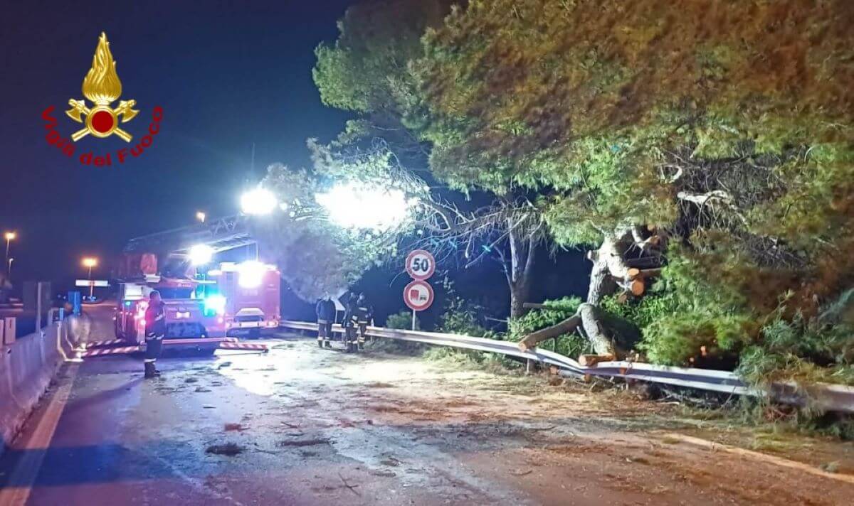 Monopoli, un grosso albero cede sul guard rail e blocca la statale 16: nessun ferito. Riaperta la strada Monopoli, un grosso albero cede sul guard rail e blocca la statale 16: nessun ferito. Riaperta la strada