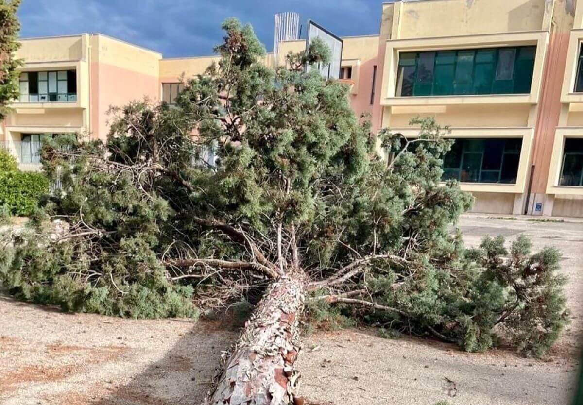 Maltempo, forti raffiche di vento a Barletta: un albero cade nel cortile di una scuola