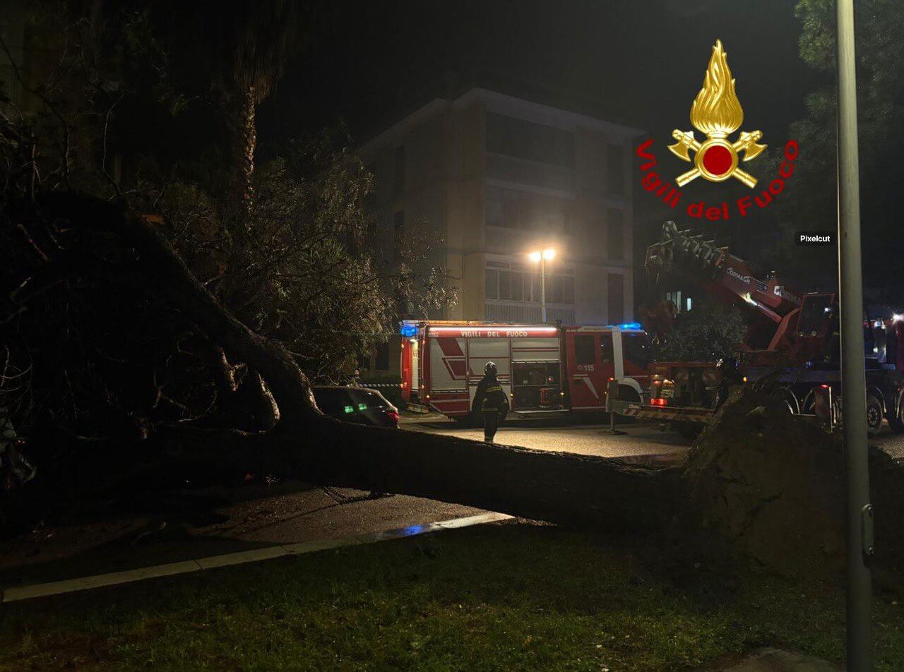 Paura a Lecce, grosso albero cade sulle auto parcheggiate in piazza: intervengono i vigili del fuoco