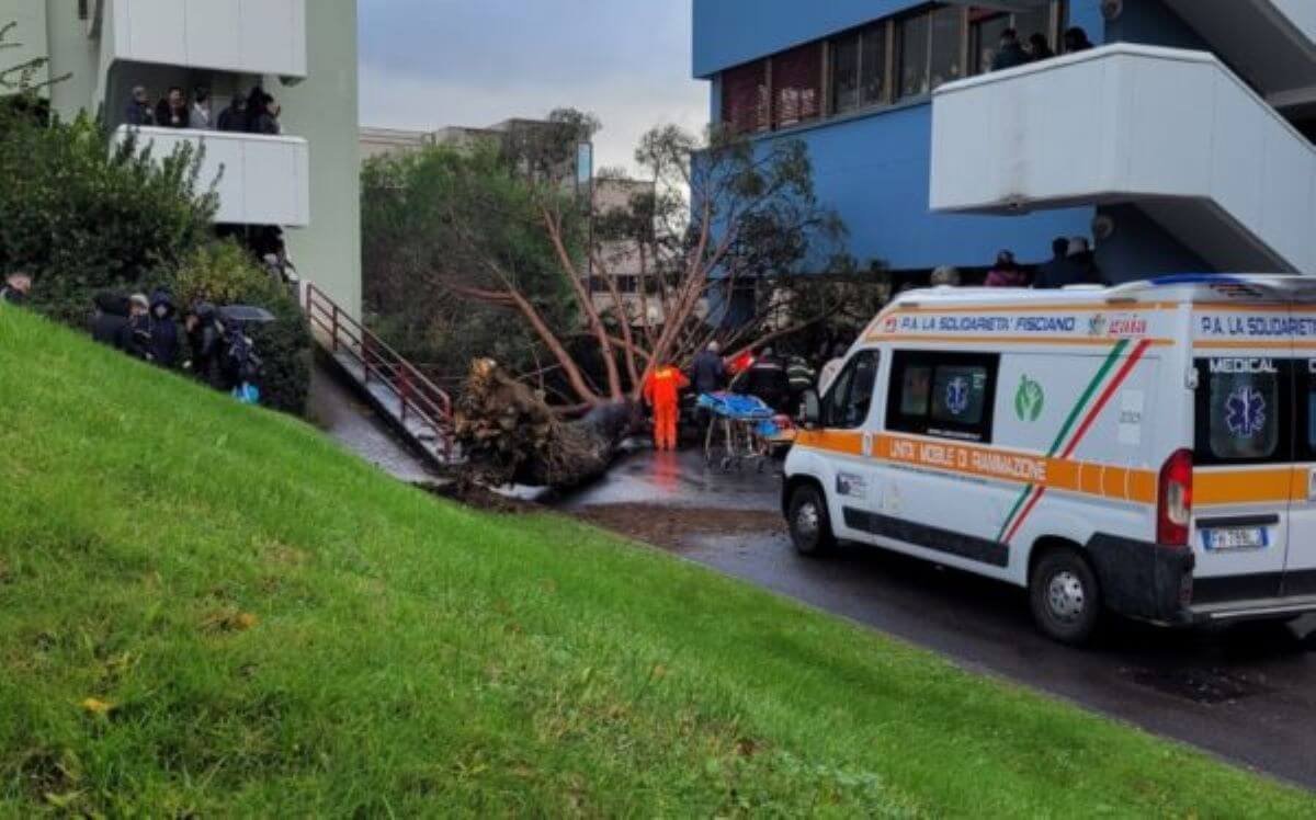 Tragedia a Salerno, crolla un albero al campus universitario di Fisciano: 3 feriti in codice rosso Tragedia a Salerno, crolla un albero al campus universitario di Fisciano: 3 feriti in codice rosso