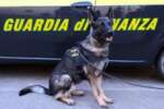Lecce, sequestrati 14 chili di droga in tutta la provincia: oltre 350 persone segnalate, 5 arresti