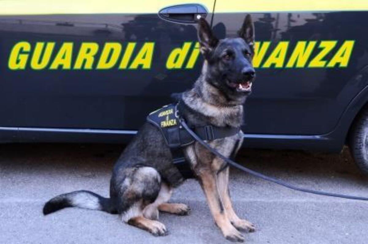Lecce, sequestrati 14 chili di droga in tutta la provincia: oltre 350 persone segnalate, 5 arresti Lecce, sequestrati 14 chili di droga in tutta la provincia: oltre 350 persone segnalate, 5 arresti