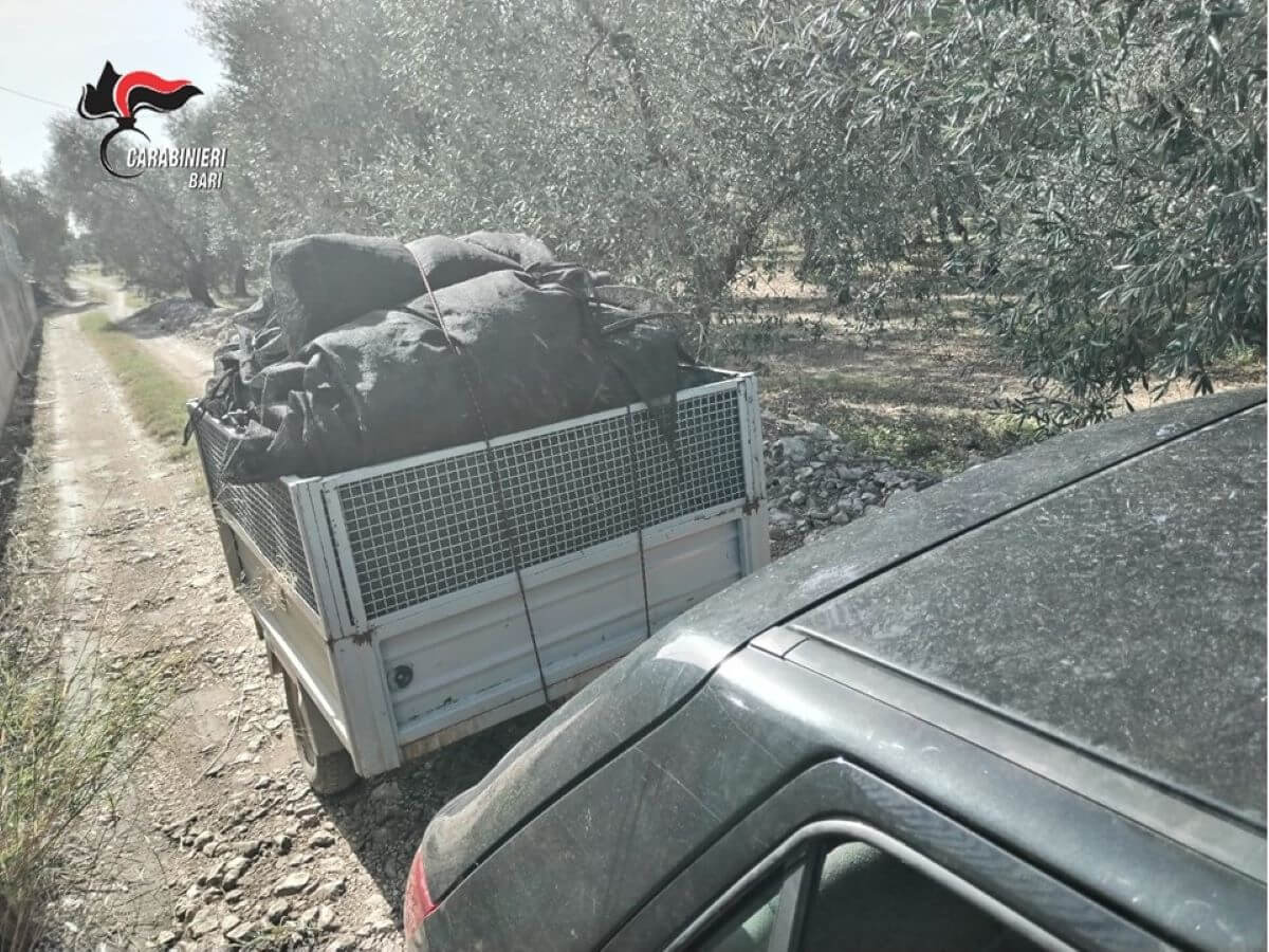 Lavoro nero nelle campagne del Barese: sospese 2 aziende, denunciati 3 imprenditori Lavoro nero nelle campagne del Barese: sospese 2 aziende, denunciati 3 imprenditori
