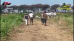 Dl Flussi, bloccate oltre 3mila istanze di assunzione di lavoratori extracomunitari – VIDEO