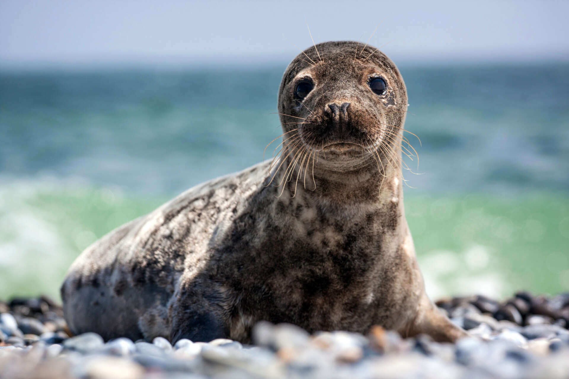 “Spot the monk” il progetto dell’università Bicocca di Milano per cercare la foca monaca nel Mediterraneo
