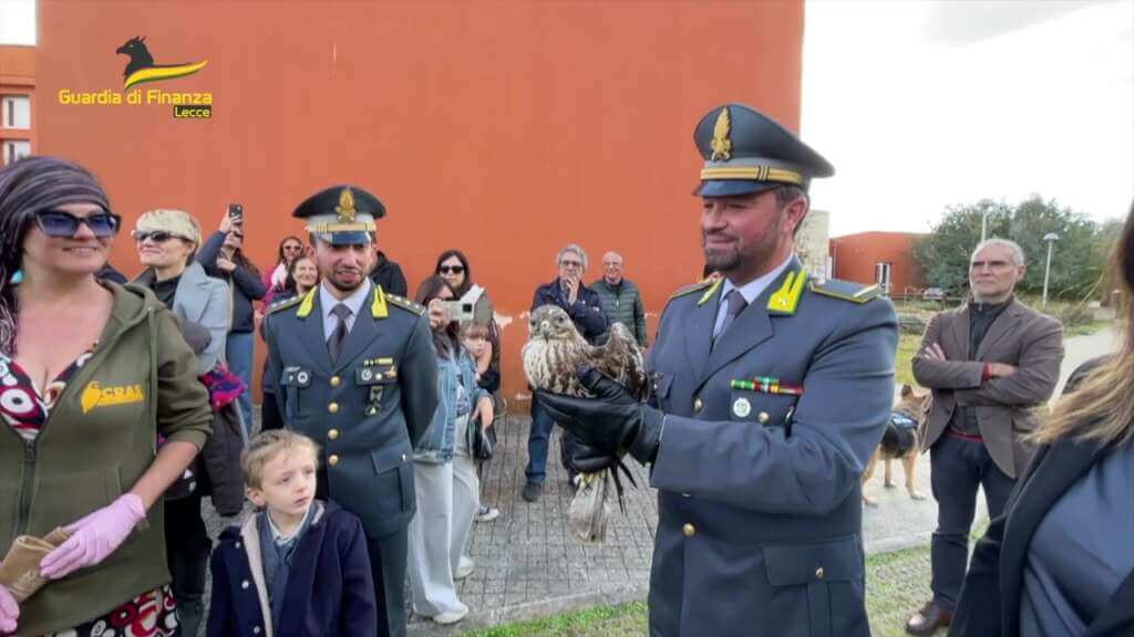Galleria foto 'Calimera, torna a solcare i cieli un giovane gheppio salvato dalla Guardia di finanza – VIDEO' - foto 1