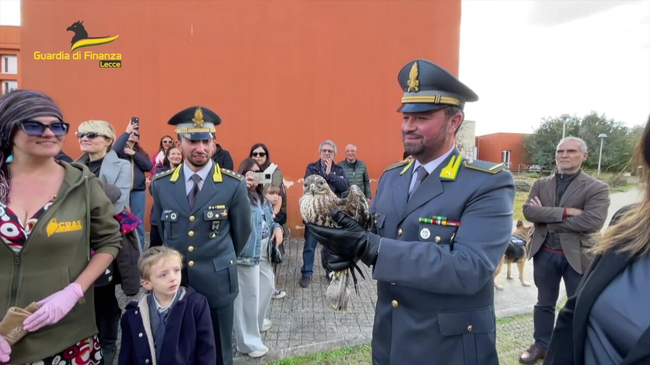 Calimera, torna a solcare i cieli un giovane gheppio salvato dalla Guardia di finanza – VIDEO Calimera, torna a solcare i cieli un giovane gheppio salvato dalla Guardia di finanza – VIDEO