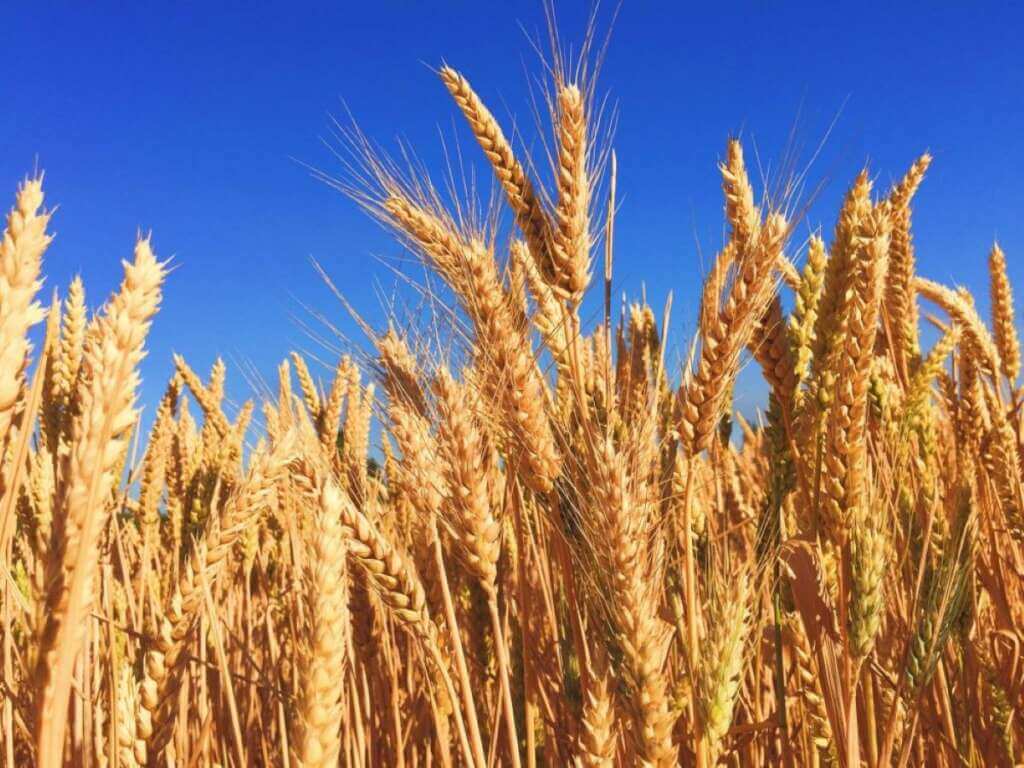 Galleria foto 'Sui fondi strutturali agricoli è tempo di seminare coraggio' - foto 1