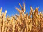 Scatta l’allarme grano in Puglia: l’ombra della guerra sulla raccolta