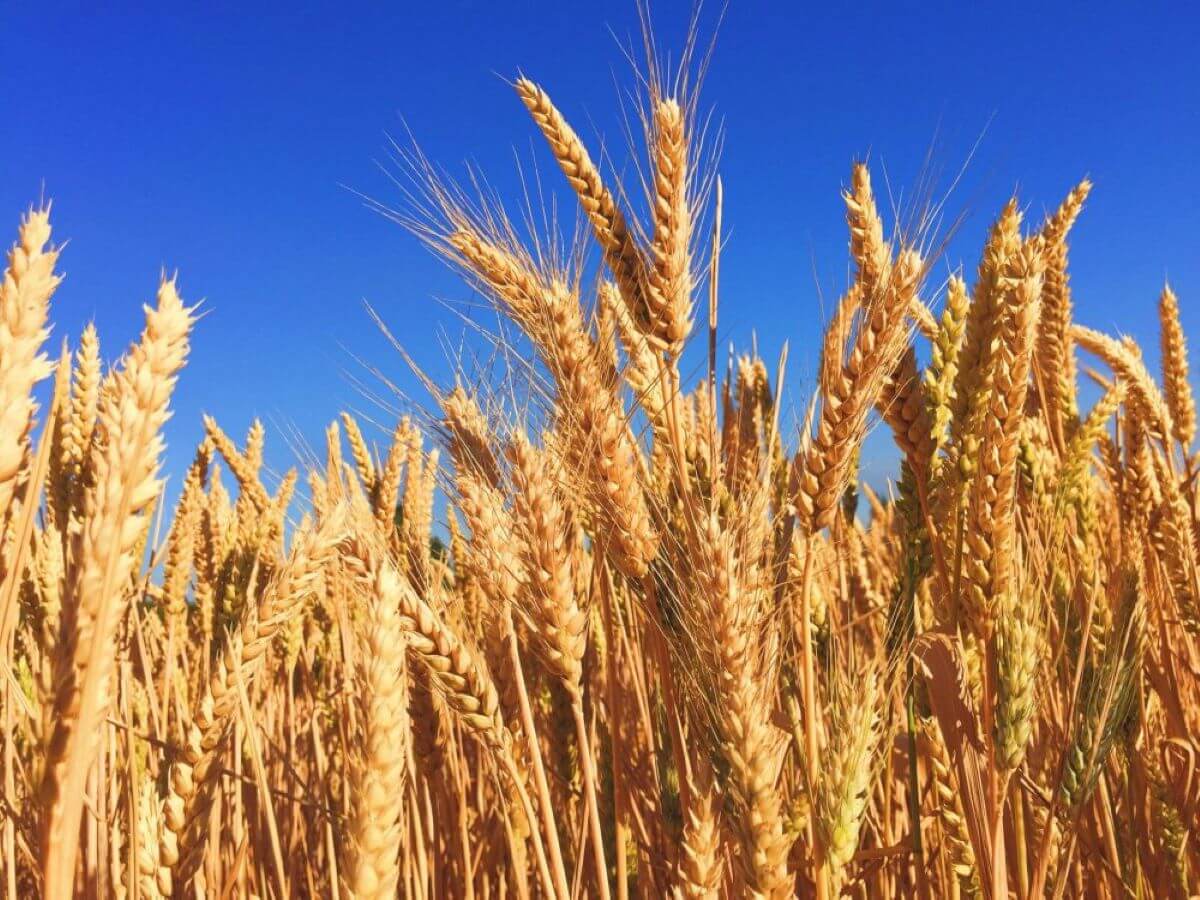 Scatta l’allarme grano in Puglia: l’ombra della guerra sulla raccolta Scatta l’allarme grano in Puglia: l’ombra della guerra sulla raccolta