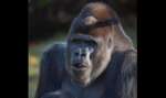 Fasano, dopo la morte di Riù ecco Nasibu: il gorilla raggiunge Tamani e i loro 2 figli allo Zoo