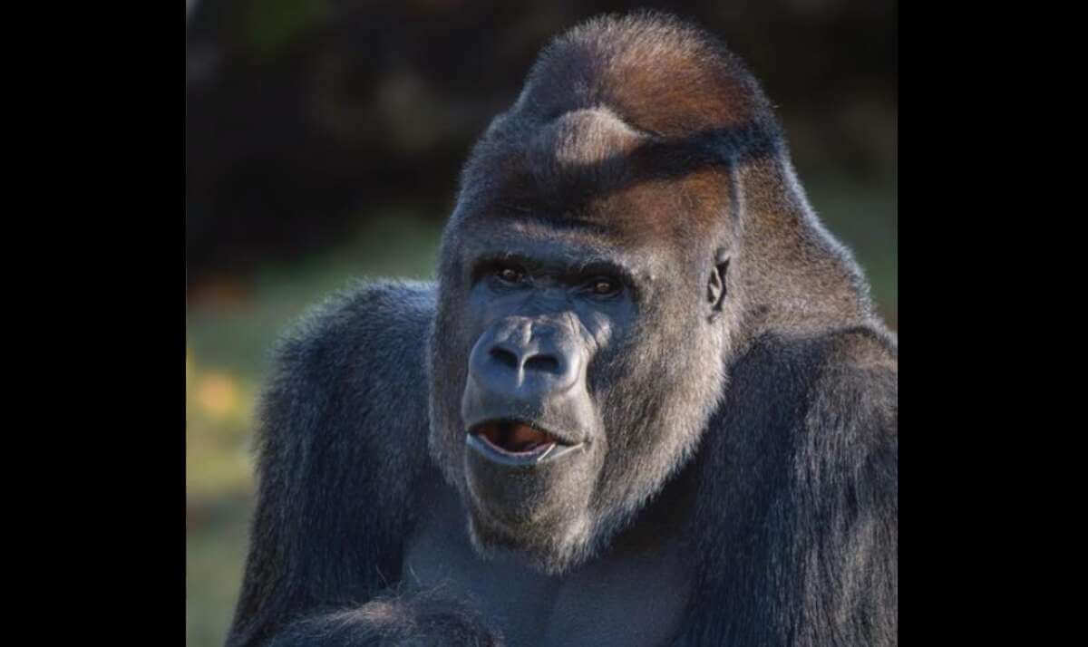 Fasano, dopo la morte di Riù ecco Nasibu: il gorilla raggiunge Tamani e i loro 2 figli allo Zoo Fasano, dopo la morte di Riù ecco Nasibu: il gorilla raggiunge Tamani e i loro 2 figli allo Zoo