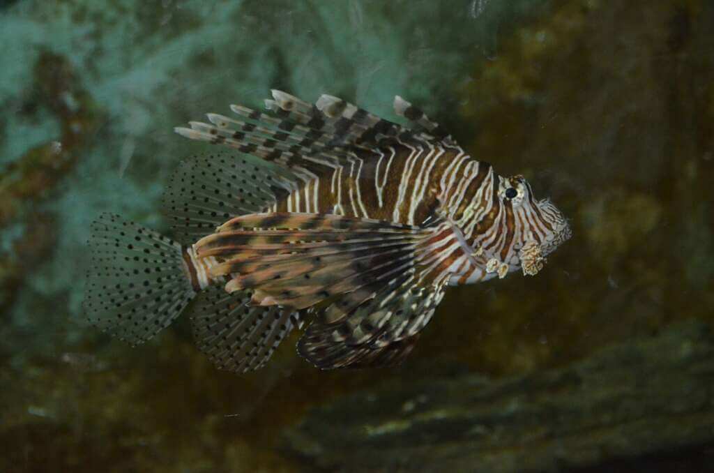Galleria foto 'Dall’oceano al mare pugliese, un pesce scorpione catturato nel mare di Gallipoli – FOTO' - foto 2