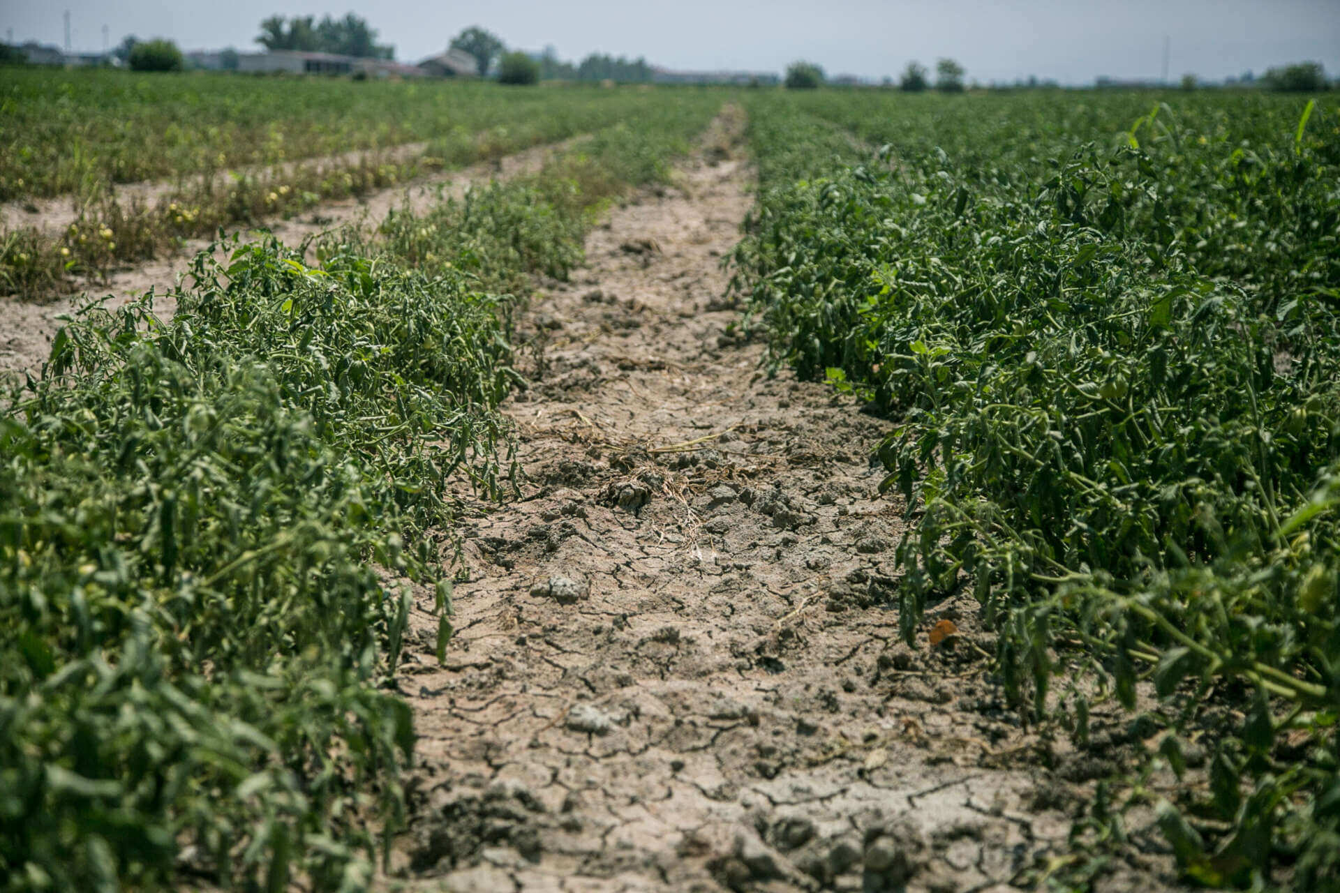 Siccità, la Regione Puglia chiede al Ministero della Sovranità agricola che vengano riconosciuti i danni