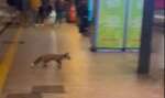 Bari, avvistata una volpe tra i binari della stazione centrale – VIDEO
