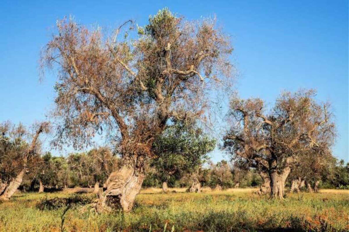 “Resixo”, il progetto di Coldiretti in Puglia per ripristinare gli oliveti colpiti da Xylella “Resixo”, il progetto di Coldiretti in Puglia per ripristinare gli oliveti colpiti da Xylella