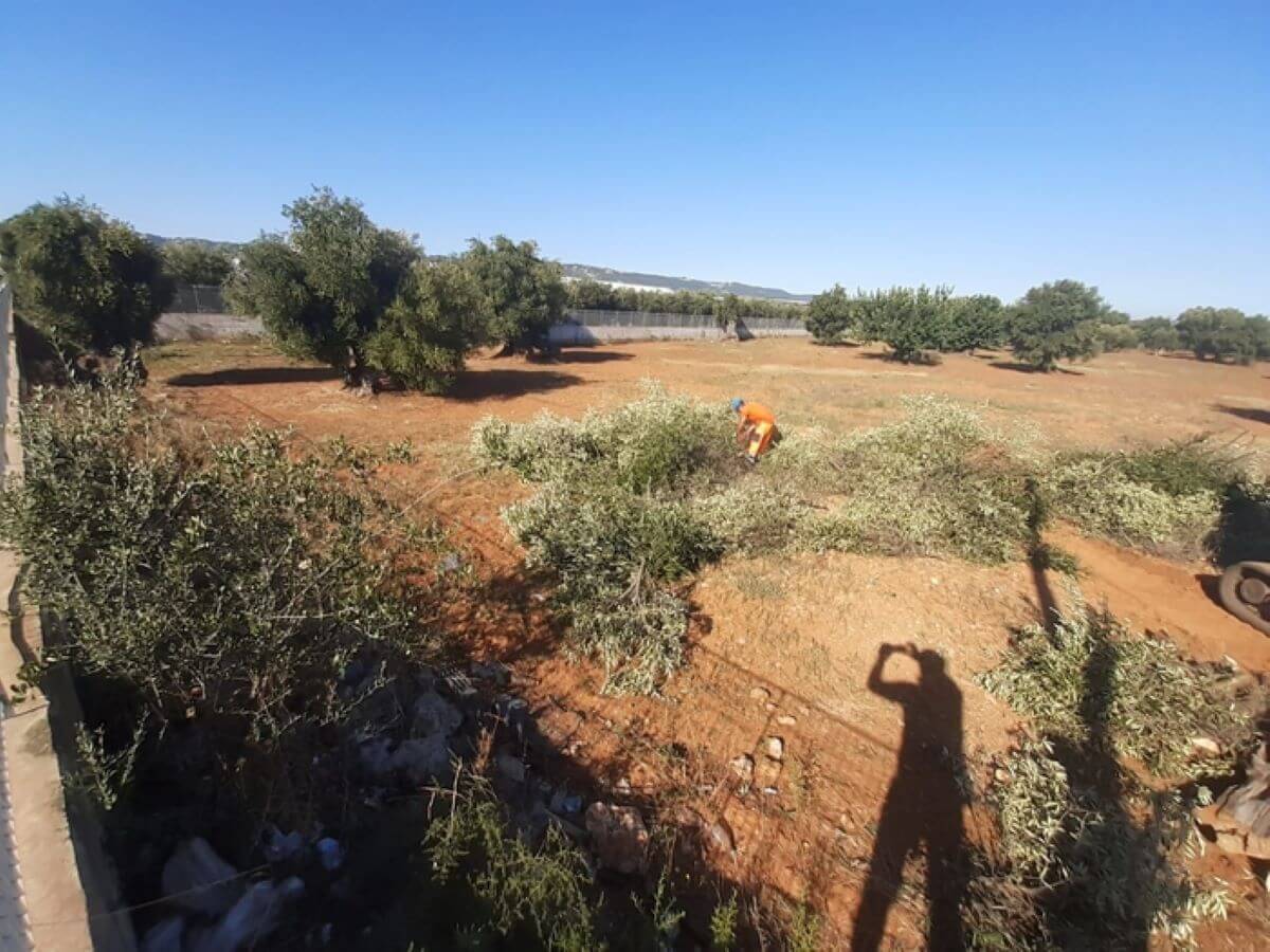 Xylella, in Puglia investimenti per 27 milioni di euro per nuovi impianti nelle aree infette