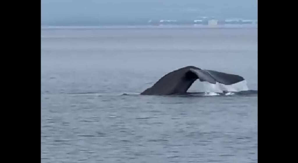 Galleria foto 'Un gigante del mare nel Golfo di Taranto, incanta il web l’avvistamento di un capodoglio – VIDEO' - foto 1