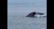 Un gigante del mare nel Golfo di Taranto, incanta il web l’avvistamento di un capodoglio – VIDEO
