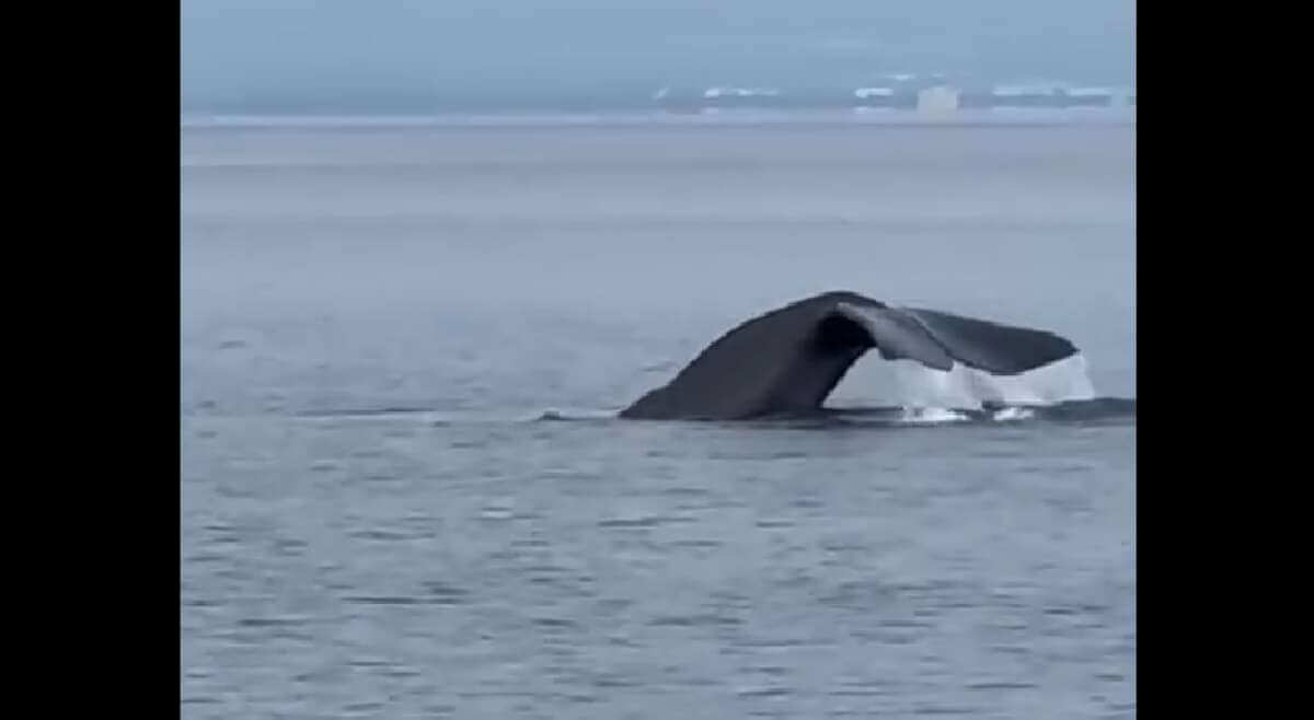 Un gigante del mare nel Golfo di Taranto, incanta il web l’avvistamento di un capodoglio – VIDEO