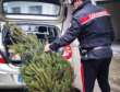 Lecce, rubano l’albero di Natale di un bar in piazza Duomo: nei guai quattro studenti