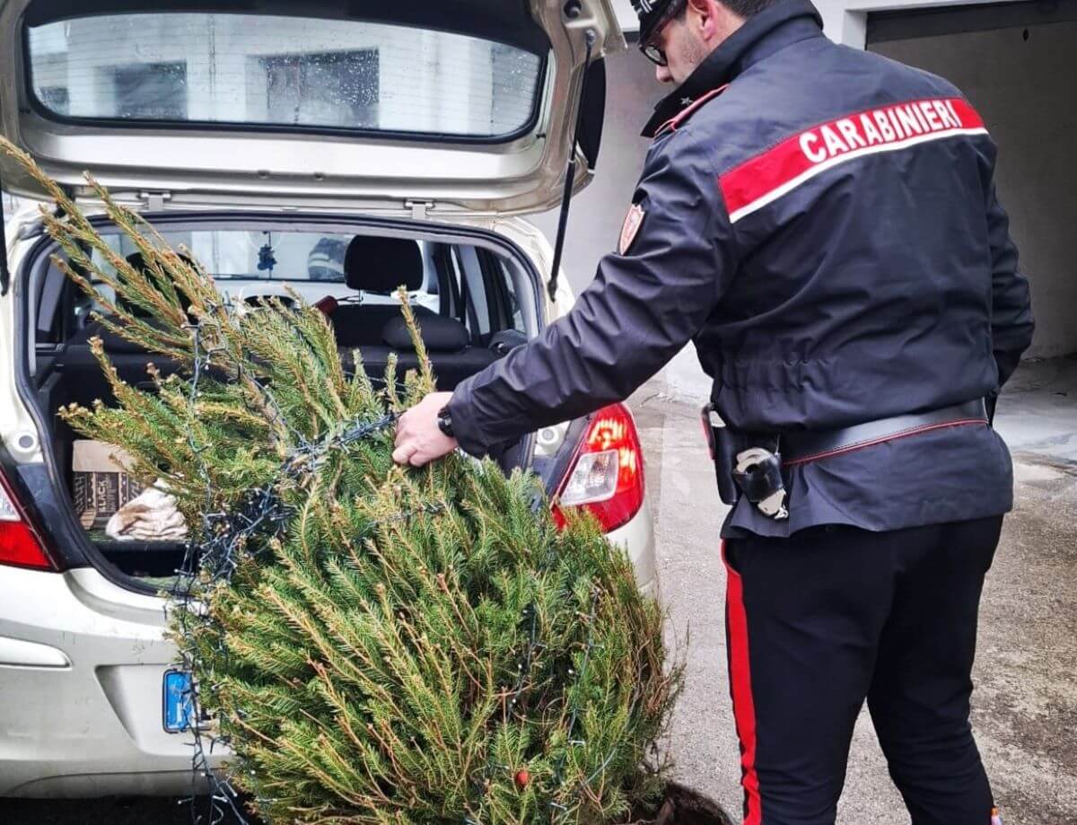 Lecce, rubano l’albero di Natale di un bar in piazza Duomo: nei guai quattro studenti