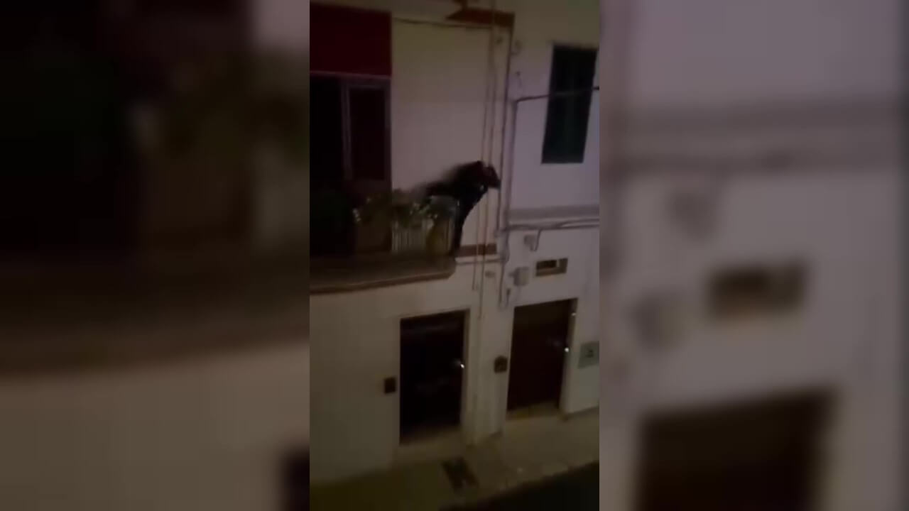 Mola di Bari, ladri d’appartamento ripresi dai vicini: «Ti sto filmando, ho preso il numero di targa» – VIDEO