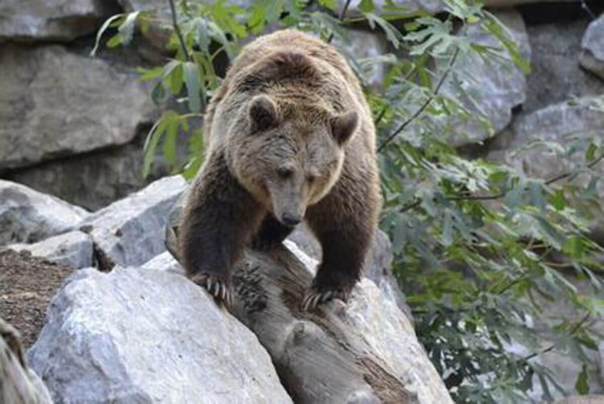 Abbattuto l’orso M91 in Trentino: «Era pericoloso». Brambilla: «Inaccettabile»