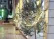 Ostuni, rubati 2 ulivi che addobbavano strade per il Natale: piantati per sensibilizzare sulla Xylella