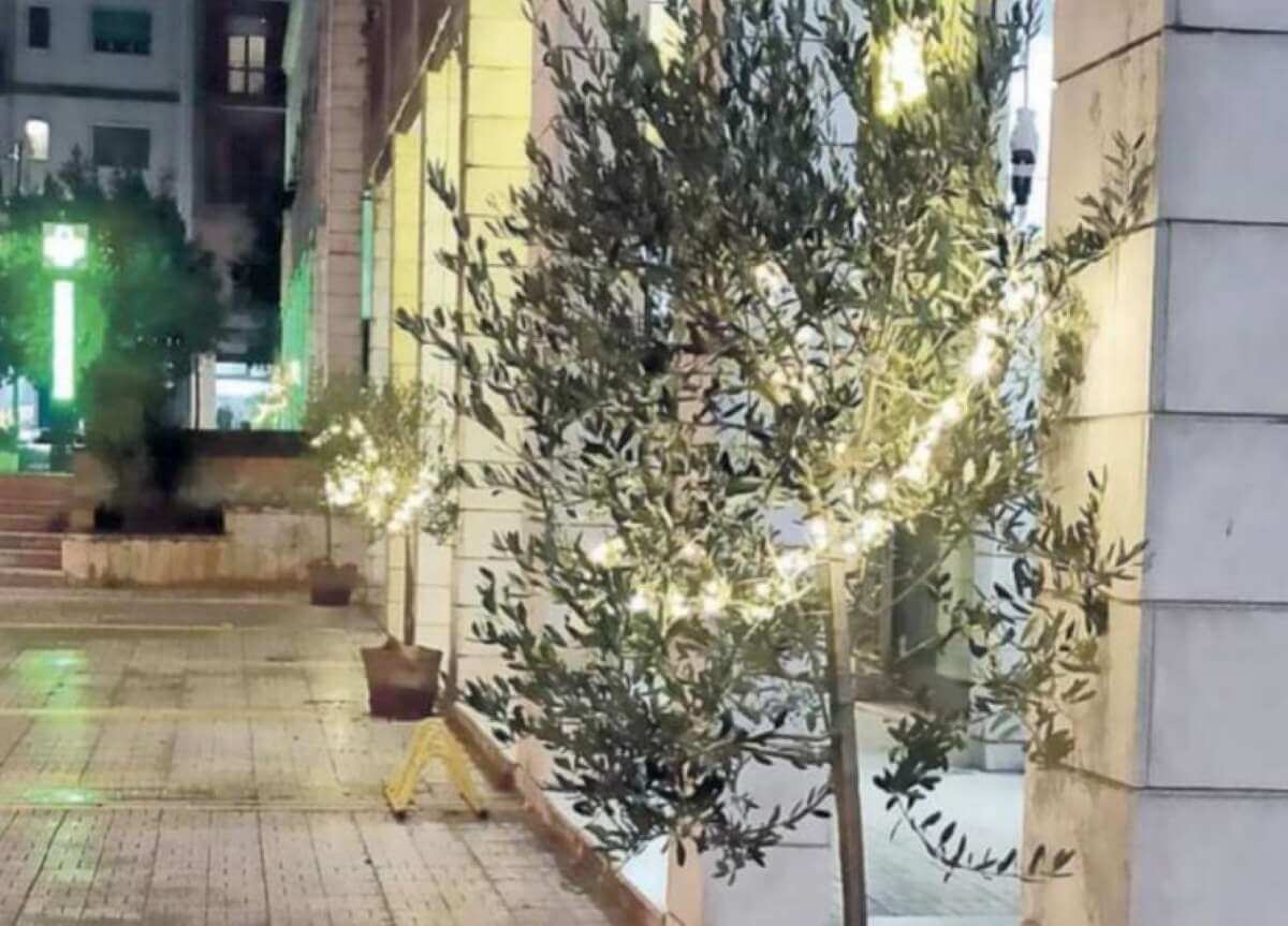 Ostuni, rubati 2 ulivi che addobbavano strade per il Natale: piantati per sensibilizzare sulla Xylella Ostuni, rubati 2 ulivi che addobbavano strade per il Natale: piantati per sensibilizzare sulla Xylella