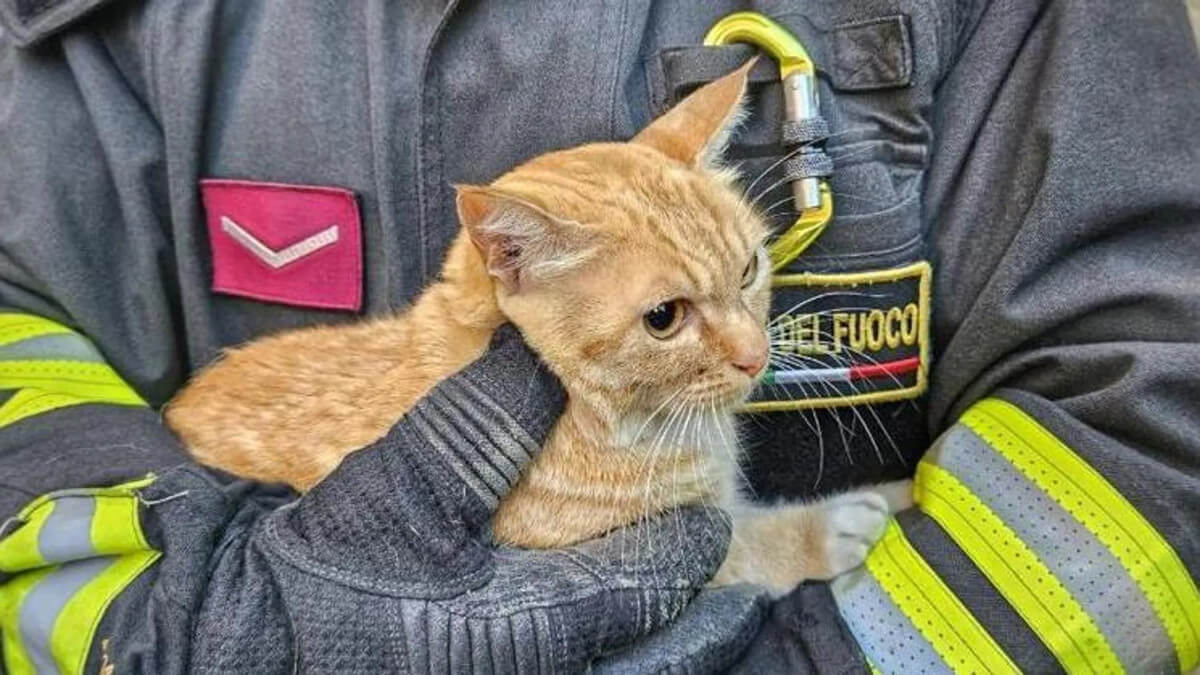 Cursi, gattino incastrato nel vano motore di un furgone: salvato dai vigili del fuoco Cursi, gattino incastrato nel vano motore di un furgone: salvato dai vigili del fuoco
