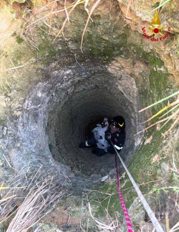 Galleria foto 'San Pietro Vernotico, cane da caccia finisce in un pozzo: salvato dai vigili del fuoco – FOTO' - foto 1