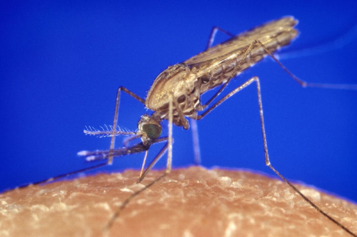 Rischio malaria in Italia? L’Iss dice di no ma nel 2022 a Lecce fu analizzato un esemplare di zanzara vettore