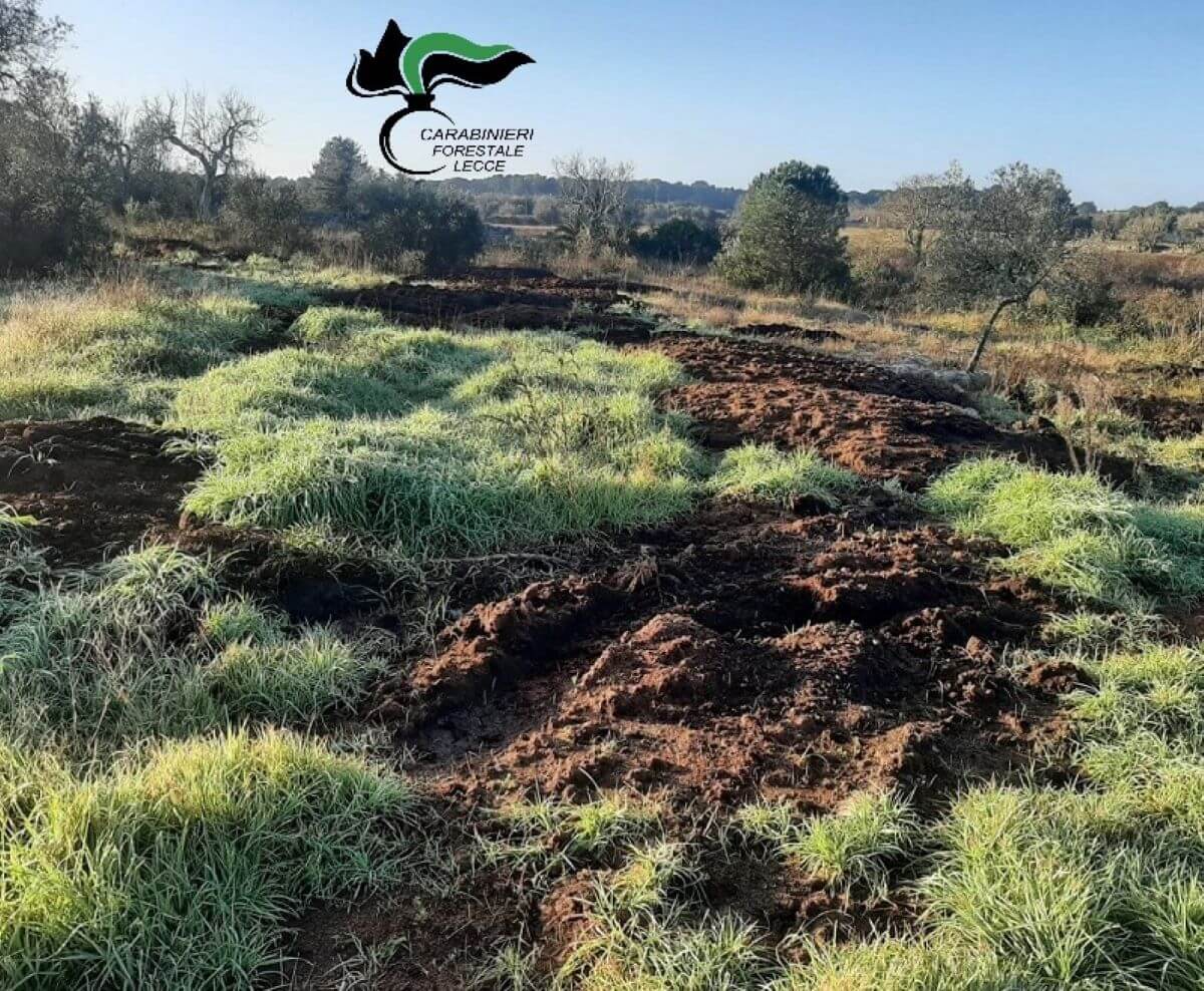 Maglie, sansa abbandonata sui terreni agricoli: denunciato un imprenditore
